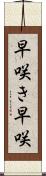早咲き Scroll