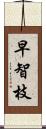 早智枝 Scroll