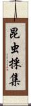 昆虫採集 Scroll