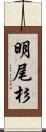 明尾杉 Scroll