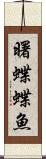 曙蝶蝶魚 Scroll