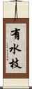 有水枝 Scroll
