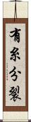 有糸分裂 Scroll
