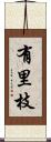 有里枝 Scroll
