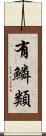 有鱗類 Scroll