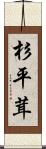 杉平茸 Scroll