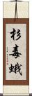杉毒蛾 Scroll
