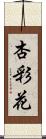 杏彩花 Scroll