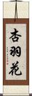 杏羽花 Scroll