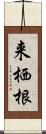 来栖根 Scroll