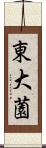東大薗 Scroll