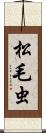 松毛虫 Scroll