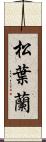 松葉蘭 Scroll