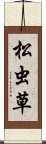 松虫草 Scroll