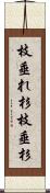 枝垂れ杉 Scroll