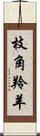 枝角羚羊 Scroll