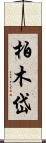 柏木岱 Scroll