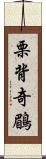 栗背奇鶥 Scroll