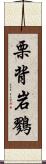 栗背岩鷚 Scroll