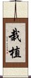 栽植 Scroll