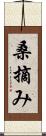 桑摘み Scroll