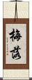 梅落 Scroll