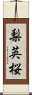 梨英桜 Scroll