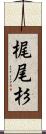 梶尾杉 Scroll