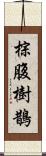 棕腹樹鵲 Scroll