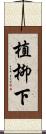 植柳下 Scroll