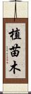 植苗木 Scroll