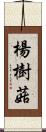 楊樹菇 Scroll