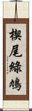 楔尾綠鳩 Scroll