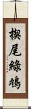 楔尾綠鳩 Scroll