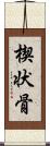 楔状骨 Scroll