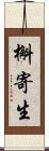 槲寄生 Scroll