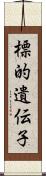 標的遺伝子 Scroll