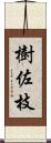 樹佐枝 Scroll