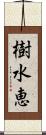 樹水恵 Scroll