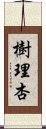 樹理杏 Scroll