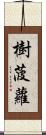 樹菠蘿 Scroll