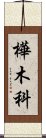 樺木科 Scroll