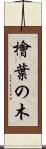檜葉の木 Scroll