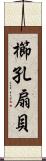 櫛孔扇貝 Scroll