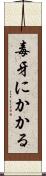 毒牙にかかる Scroll