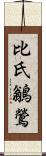 比氏鶲鶯 Scroll
