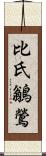 比氏鶲鶯 Scroll