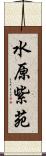 水原紫苑 Scroll