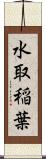 水取稲葉 Scroll