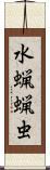 水蝋蝋虫 Scroll